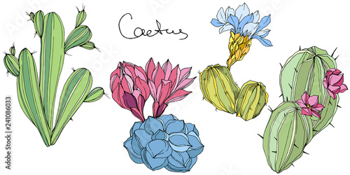 Vector Cacti floral botanical flower. Green and blue engraved ink art. Isolated cacti illustration element.