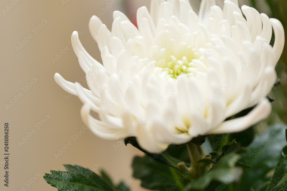 white chrysanthemum flower white chrysanthemum flower