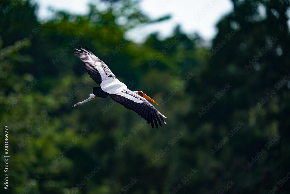 Obraz premium Bird flying 