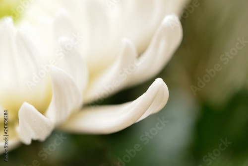 Fototapeta Naklejka Na Ścianę i Meble -  white chrysanthemum flower