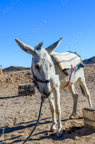 White donkey in a egyptian desert not far from Hurghada city