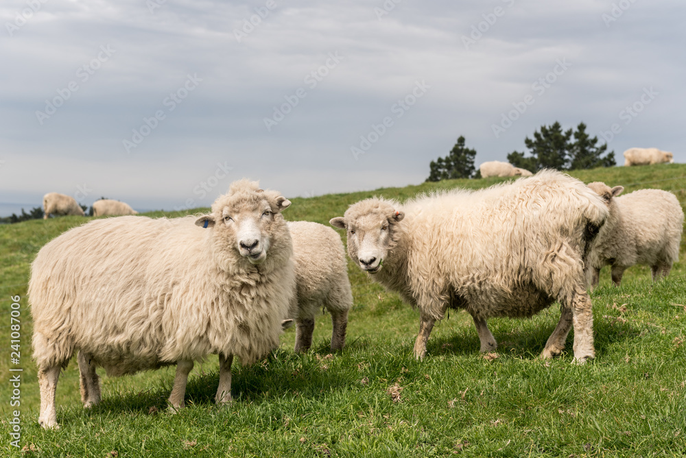 Sheep with full fleeces grazing on lush, green pasture on the Kaikoura Peninsula, New Zealand.