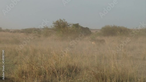 A blurred vission of wildebeests and zebras running away from a lion hunting.mov photo