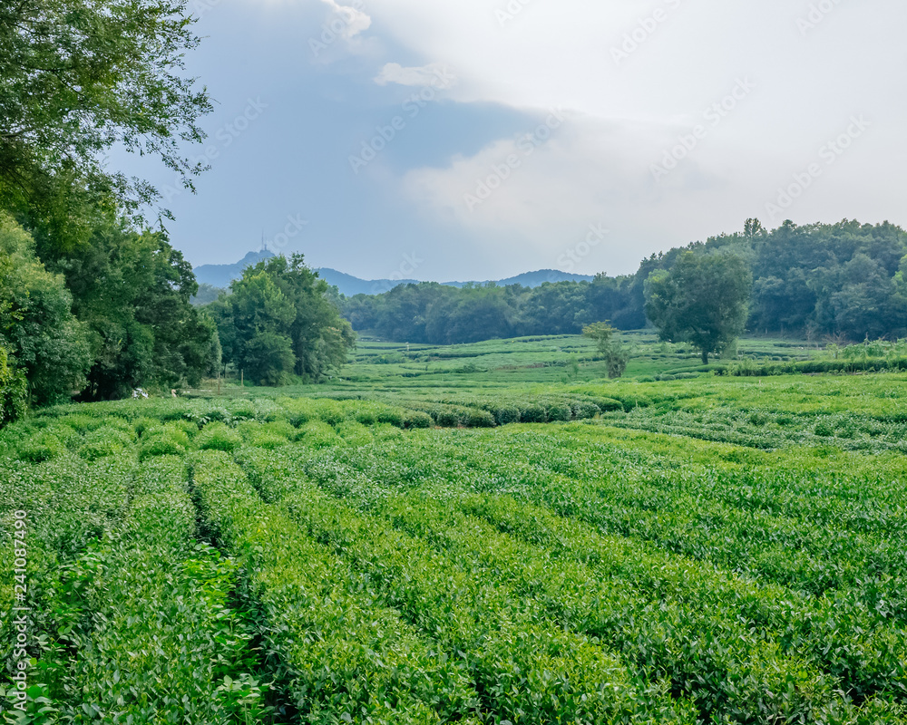 Field of tea trees near West Lake, in Hangzhou, China