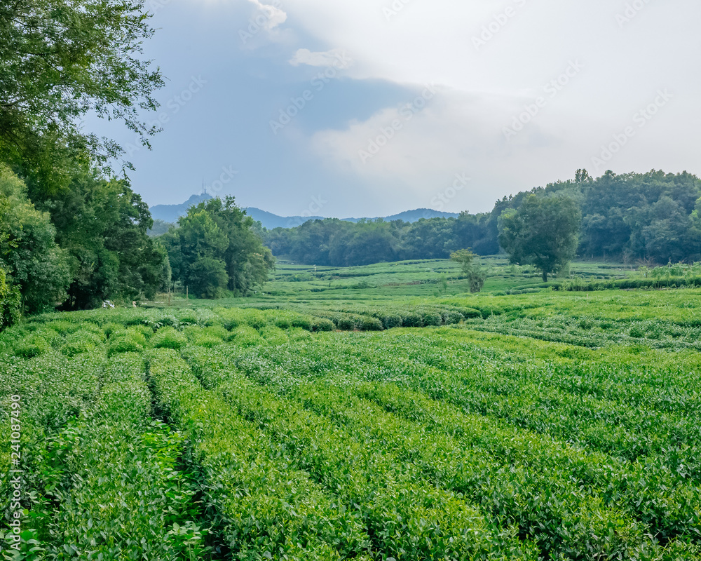 Field of tea trees near West Lake, in Hangzhou, China Field of tea trees near West Lake, in Hangzhou, China