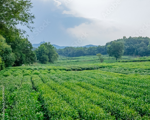 Field of tea trees near West Lake, in Hangzhou, China