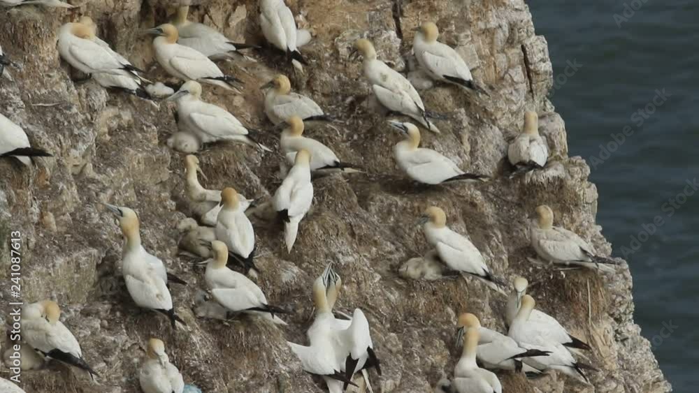 A breeding colony of stunning Gannet (Morus bassanus) nesting on cliffs in the UK. A breeding colony of stunning Gannet (Morus bassanus) nesting on cliffs in the UK.
