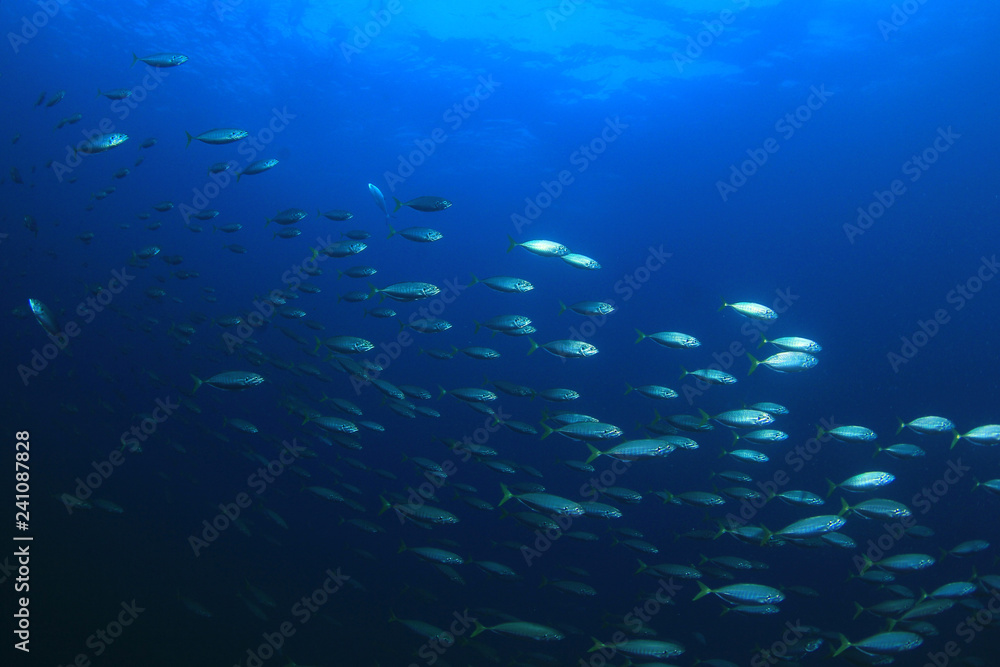 Tuna fish underwater in ocean Tuna fish underwater in ocean