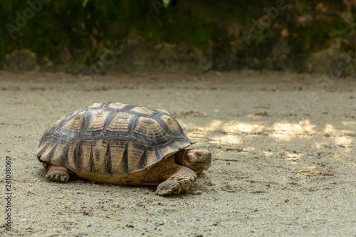 African Spurred Tortoise, Centrochelys sulcata, on sandy ground