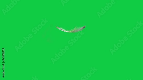 Single downy feather falling and landing; 4k; slow motion; chromakey
