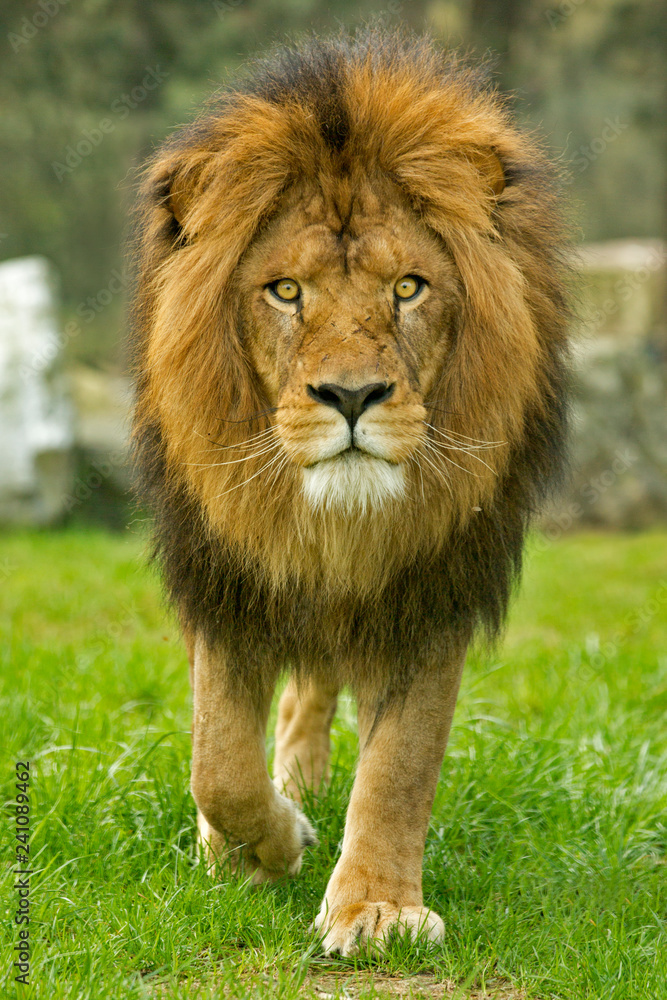 Fototapeta premium Mężczyzna lew idący do przodu