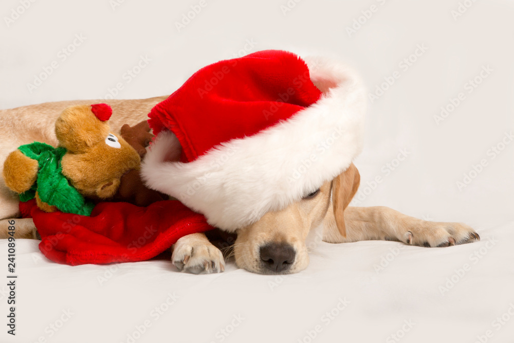 Labrador kijkt onder rand van kerstmuts door Labrador kijkt onder rand van kerstmuts door
