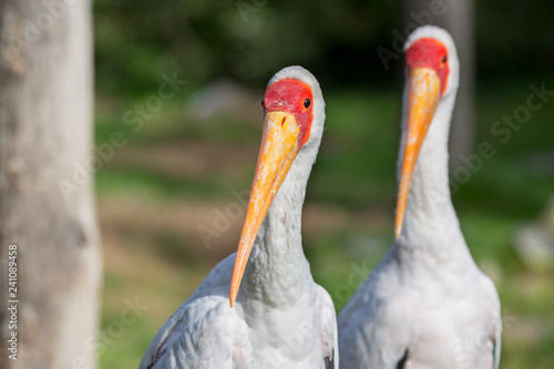Two yellow-billed storks