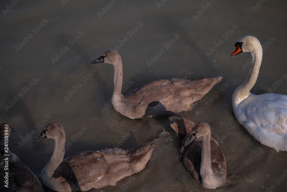 Obraz premium Schwan 4