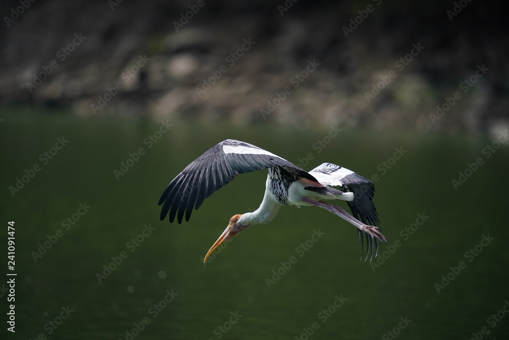 Obraz premium Bird flying 