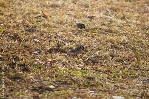 Titmouse, sparrows looking for food in the thawed grass and leaves on the street