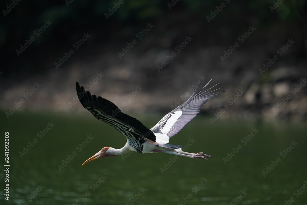 Obraz premium Bird flying 