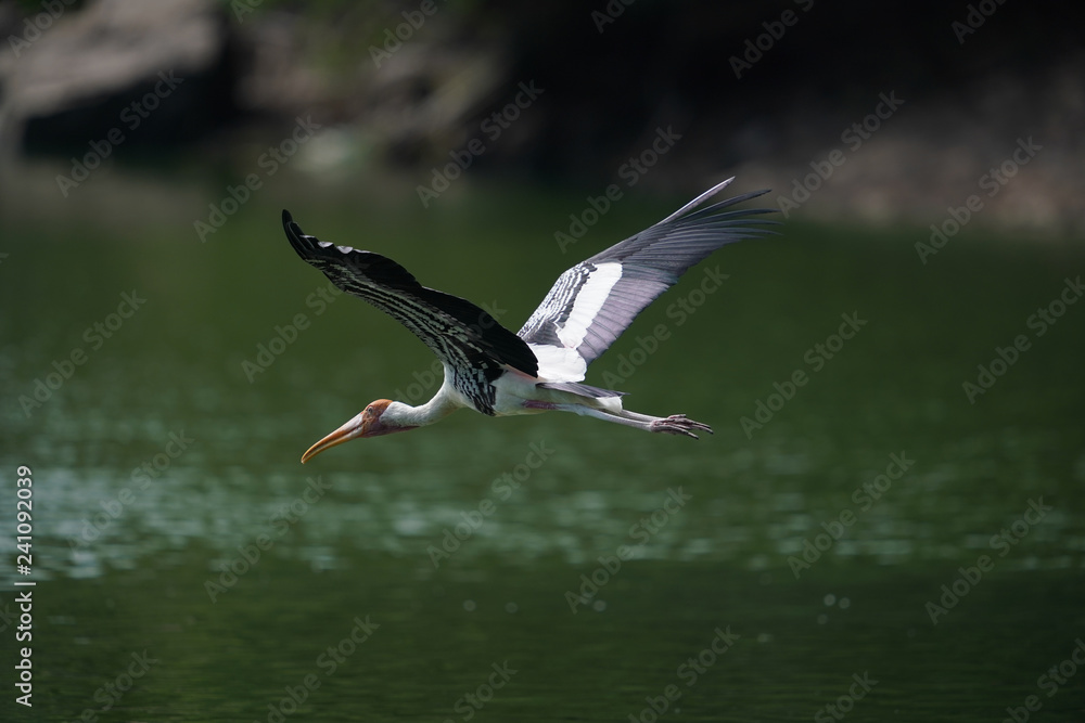 Obraz premium Bird flying 