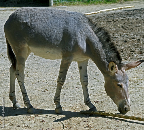 African wild donkey in its enclosure. Latin name - Equus africanus