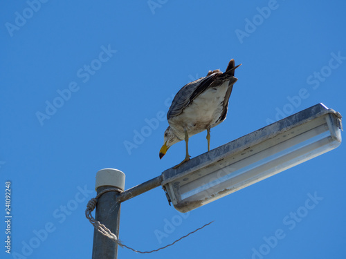 Young Pacific Gull (Larus pacificus) perching on a street lamp alone with blue sky background.