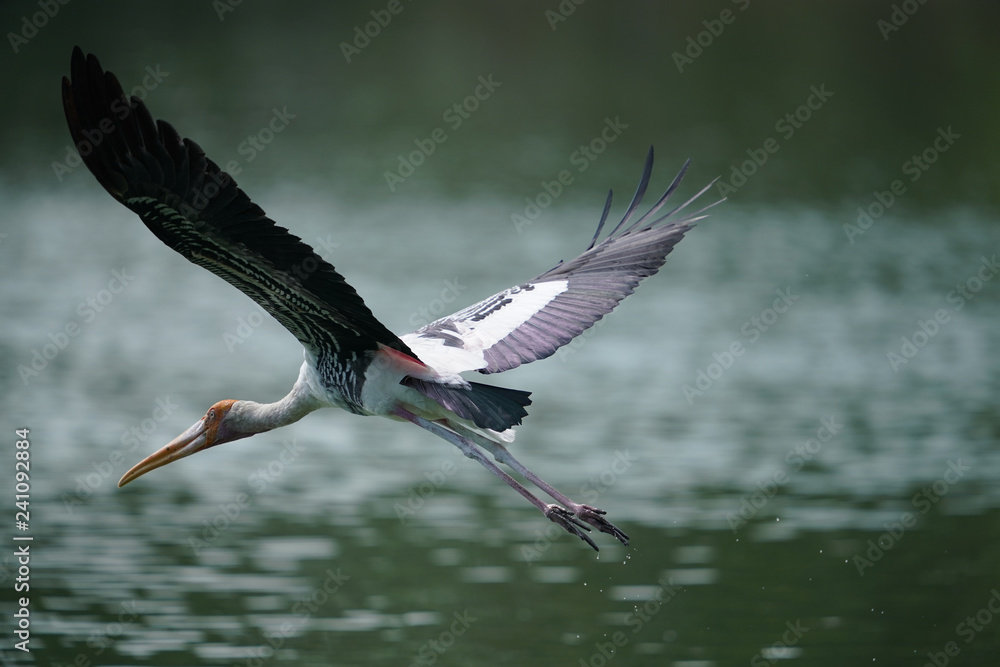 Obraz premium Bird flying 