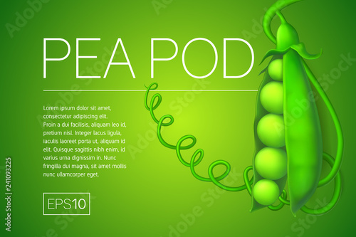 Banner with a realistic image of pea pod on a green background. One Fresh Pea Pod and a frame for text in a minimalist style on a colored background.
