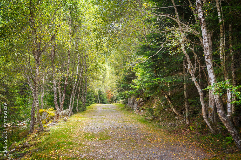 Fototapeta premium Bright light on Summer Forest in the Pyrenees