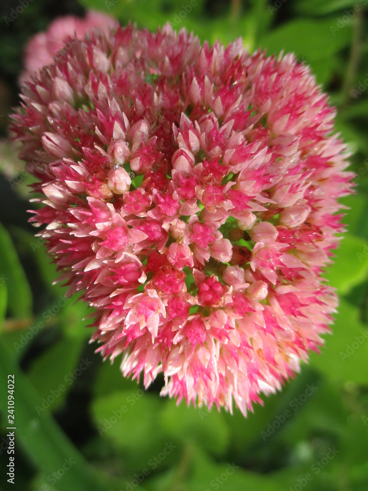 fotografias de flores y plantas varias naturaleza fotografias de flores y plantas varias naturaleza