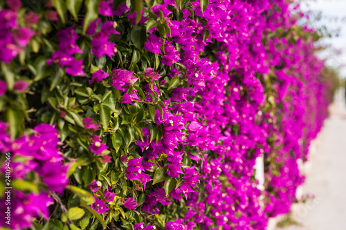 Decoration and nature concept - Beautiful purple flowers in garden