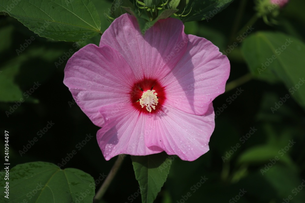 fotografias de flores y plantas varias naturaleza fotografias de flores y plantas varias naturaleza