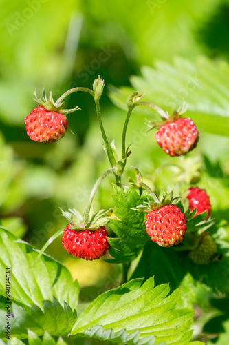Closeup of wild strawberries  Fragaria vesca 