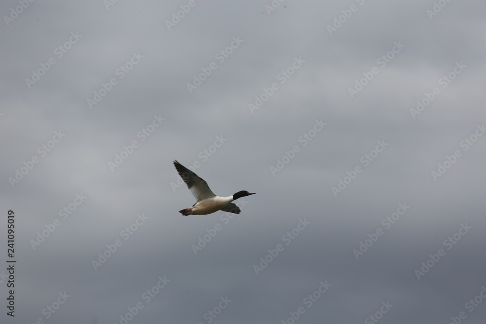 fotografias de aves varias fotografias de aves varias