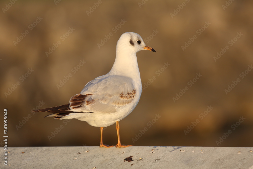 fotografias de aves varias fotografias de aves varias