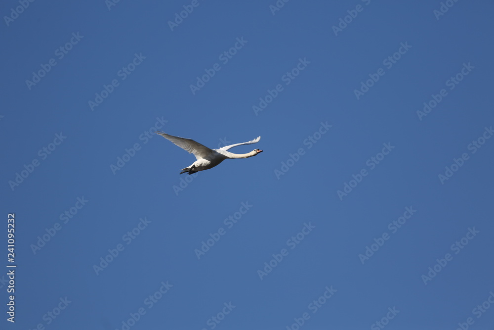 Obraz premium fotografias de aves varias 