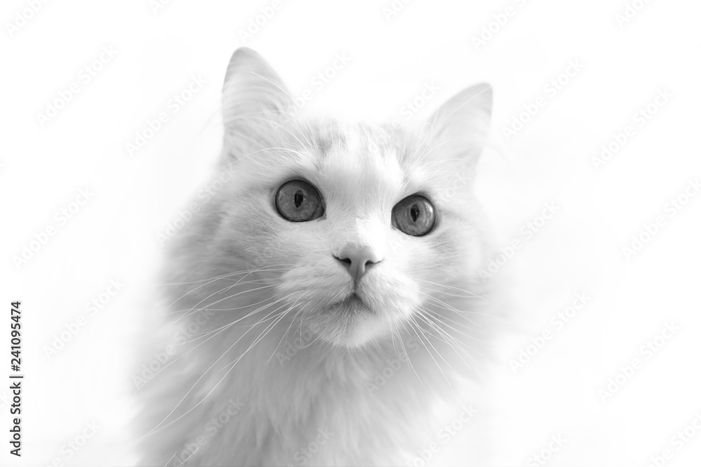 portrait of a white turkish angora cat