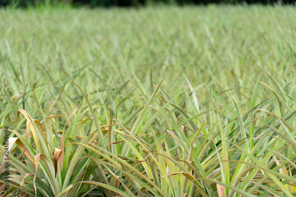Obraz premium Aged pineapple farms that do not provide agricultural products.