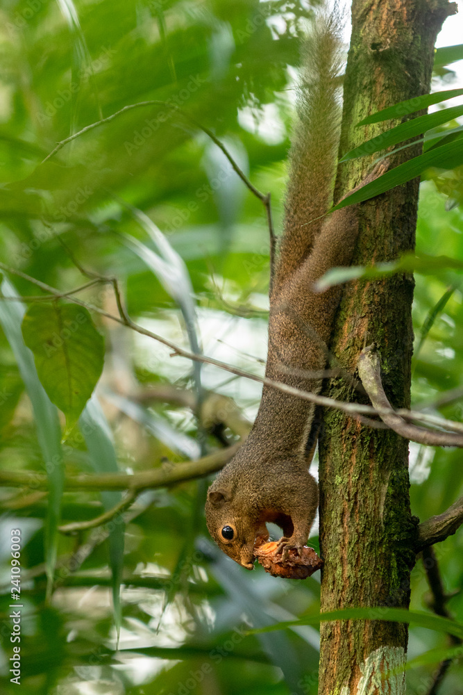 Obraz premium The plantain squirrel, Callosciurus notatus, eating a fruit. Singapore.