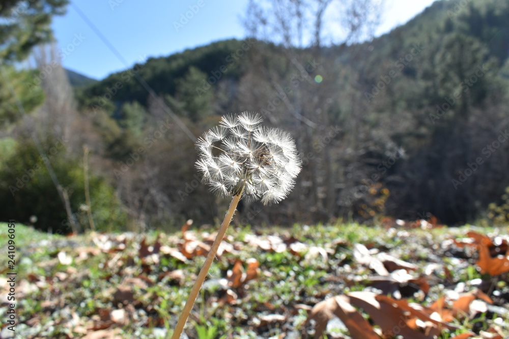 Obraz premium wild flowers in the mountains