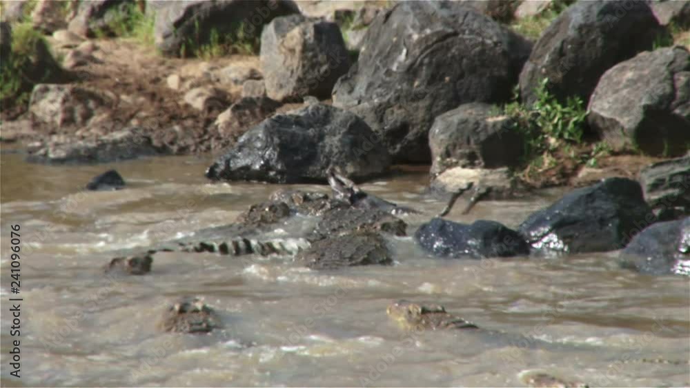 A crocodile tries to keep his kill alone but the rest attack him.mov A crocodile tries to keep his kill alone but the rest attack him.mov