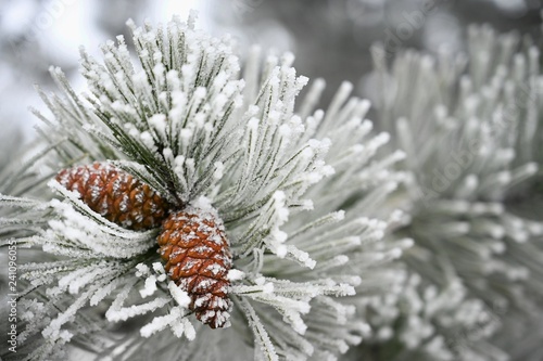 Beautiful winter frost. Branches of pine and cones in nature.