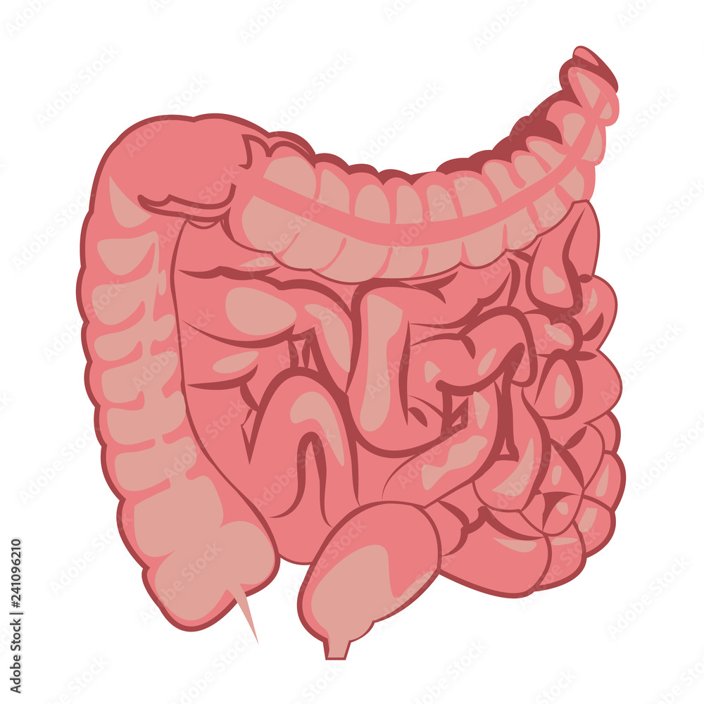 Obraz premium Colon, intestinal tract system