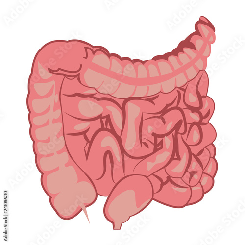  Colon, intestinal tract  system