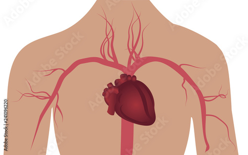 Artery system in human body