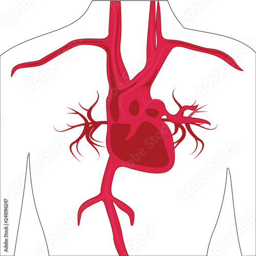 Artery system in human body