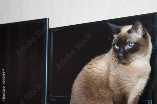 Cat Thai breed portrait photo