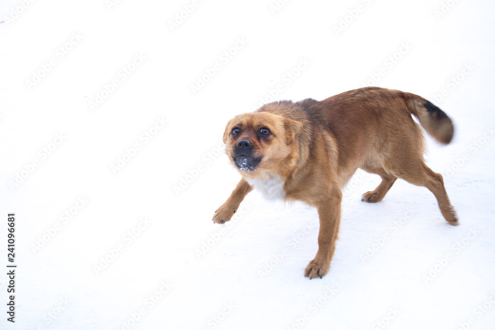 Aggressive dog on a white background Aggressive dog on a white background