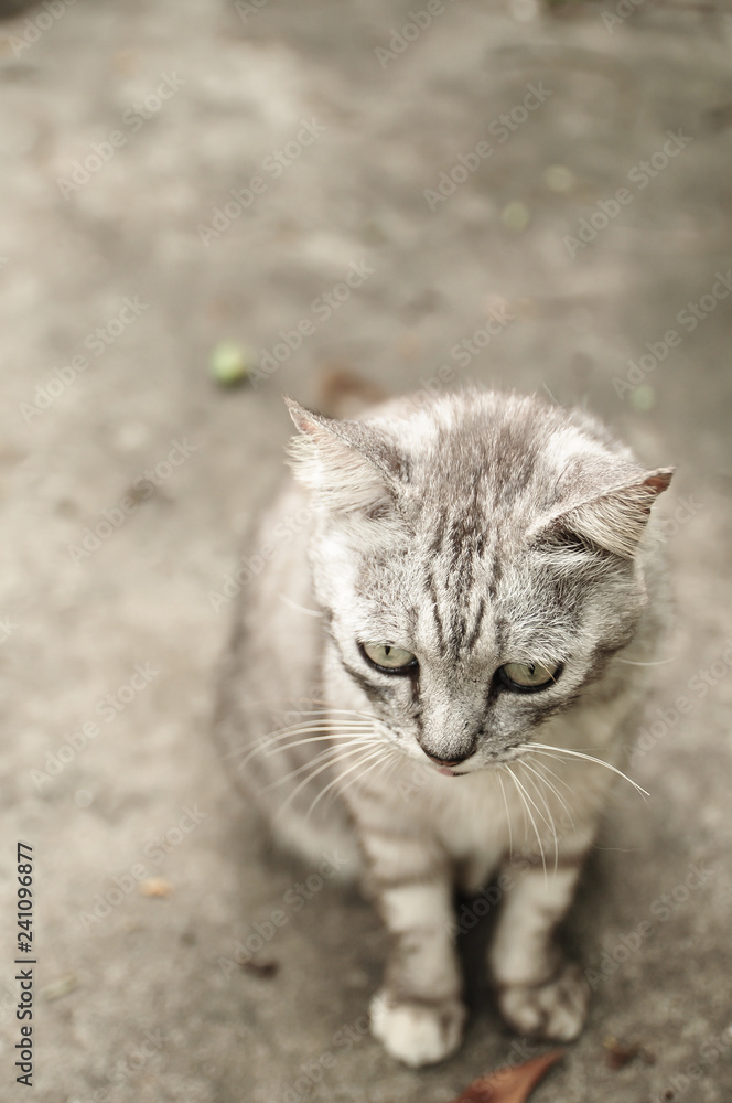 Cute Grey Tabby cat standing alone.