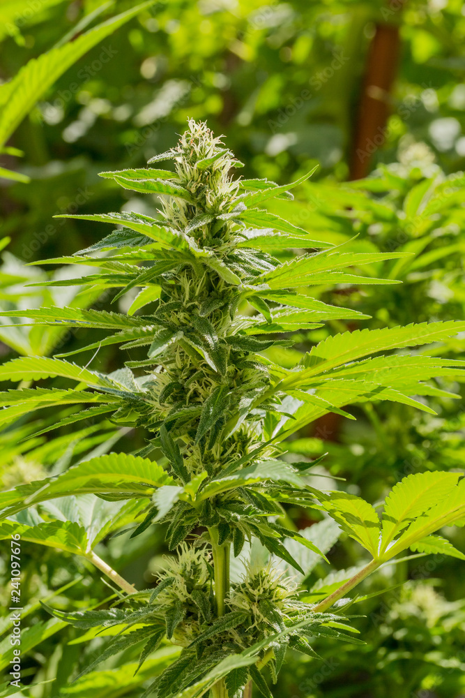Cannabis Home Grown Medical Marijuana female plant Cannabis Home Grown Medical Marijuana female plant