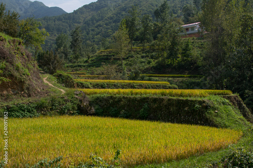 wheat field beneath a house, Qinlin mountains, Hanzhong, Shaanxi Province, China photo