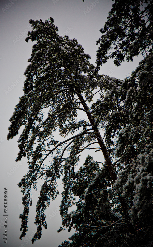 Snow-covered coniferous forest in the mountains Snow-covered coniferous forest in the mountains